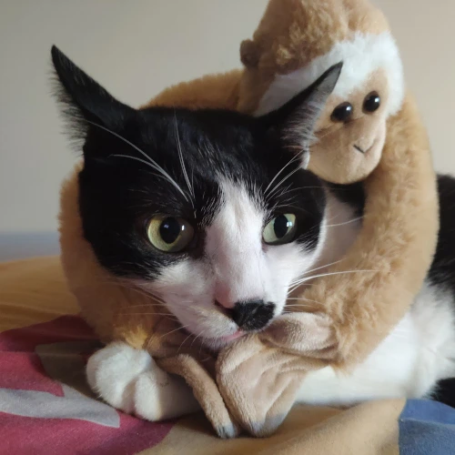 gato01
