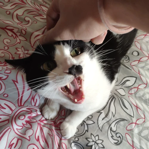 gato02
