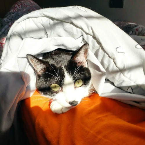 gato03