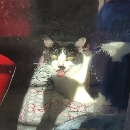 gato04