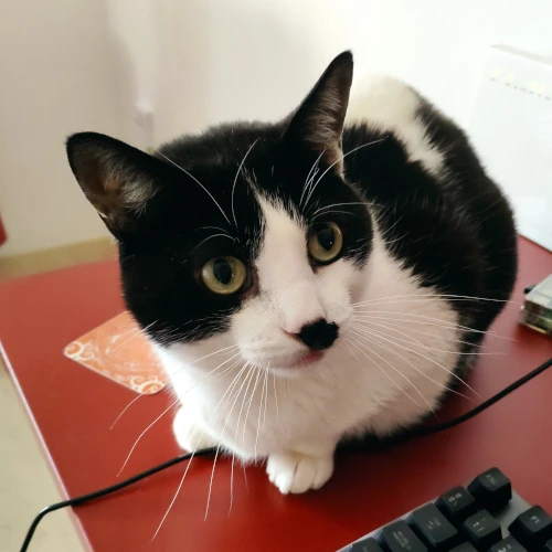 gato05
