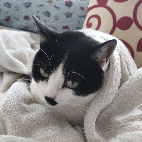 gato06