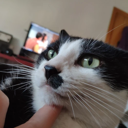 gato07