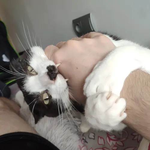 gato08
