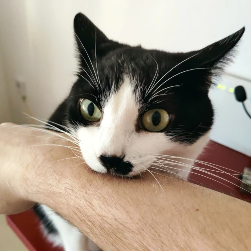gato09