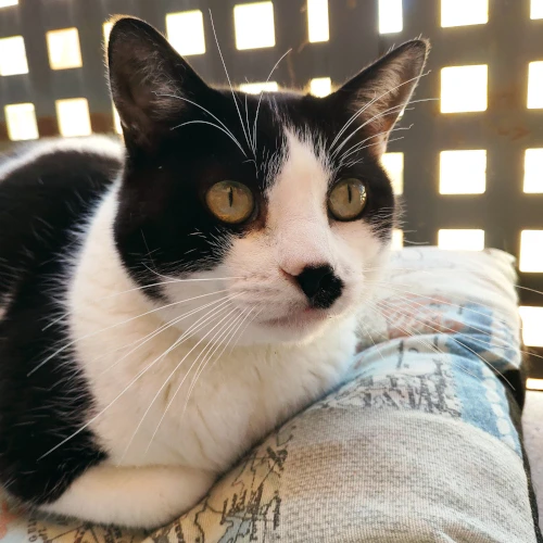 gato10