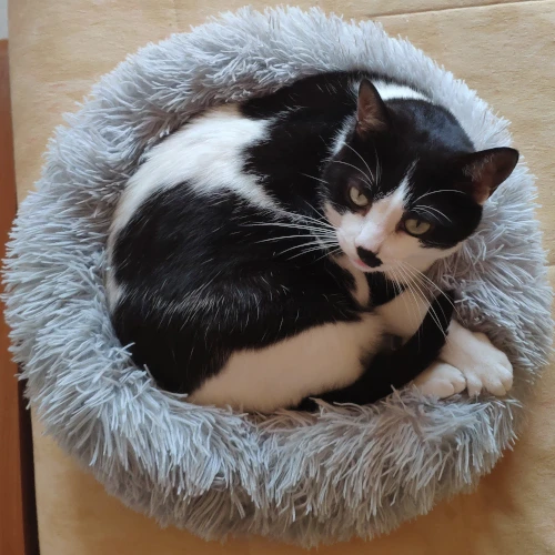 gato11