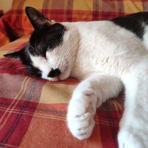 gato13