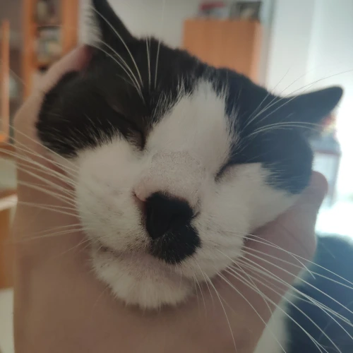 gato14