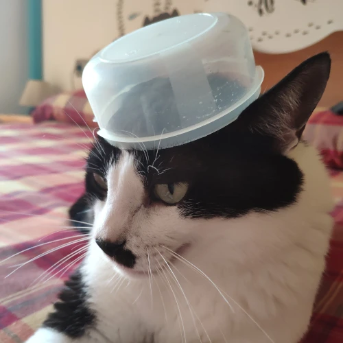 gato15