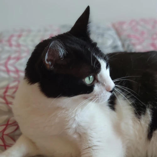 gato16