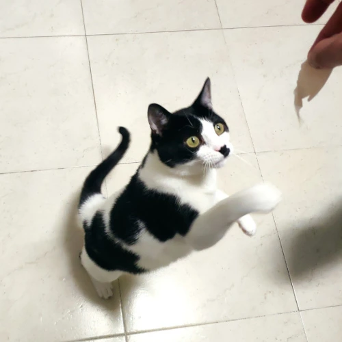 gato17