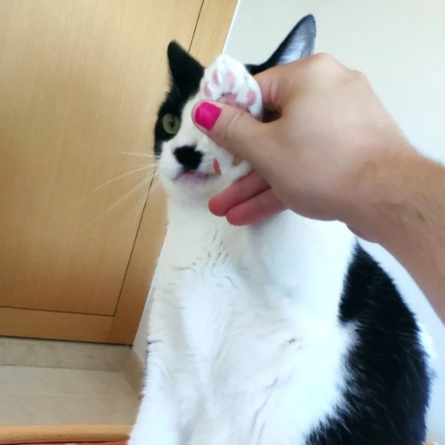 gato18