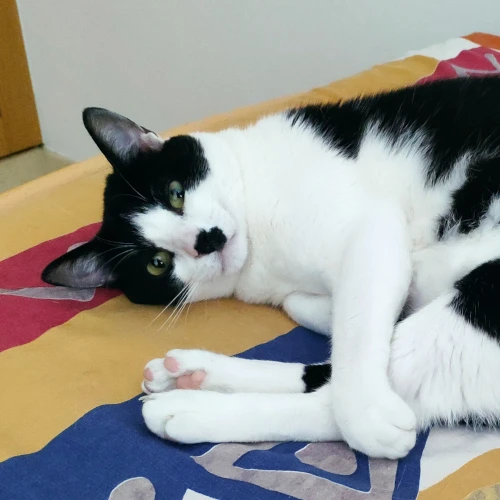 gato19