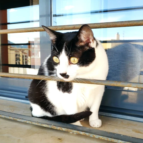 gato20