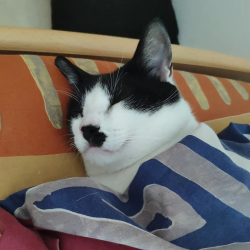 gato21