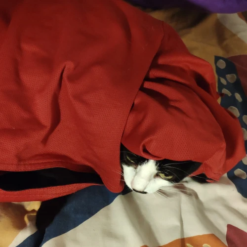 gato22