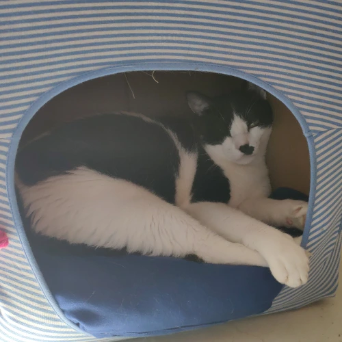 gato23