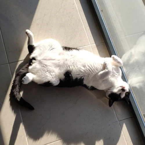 gato25