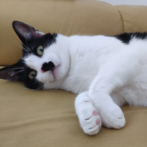 gato26