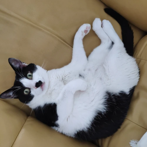 gato27
