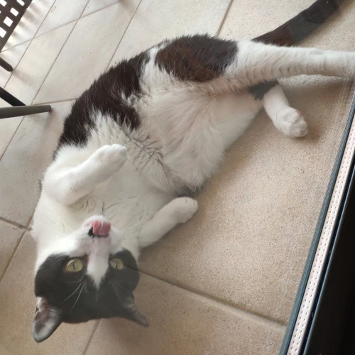 gato28