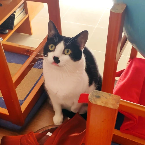 gato29