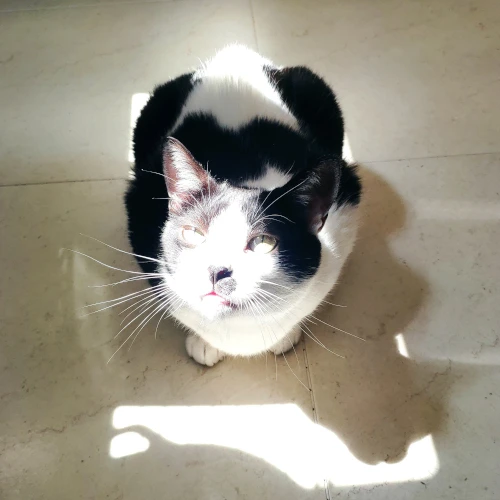 gato30