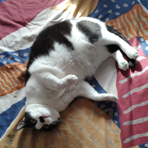 gato31