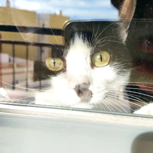 gato32