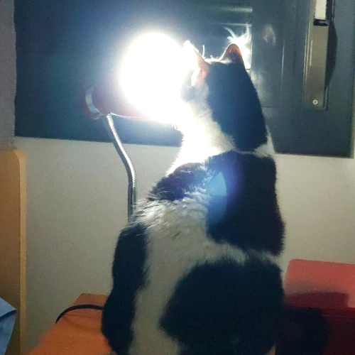 gato33