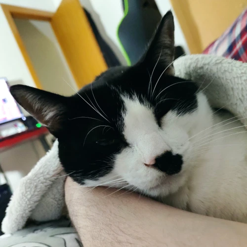 gato34