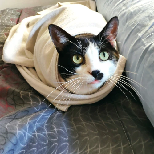 gato35