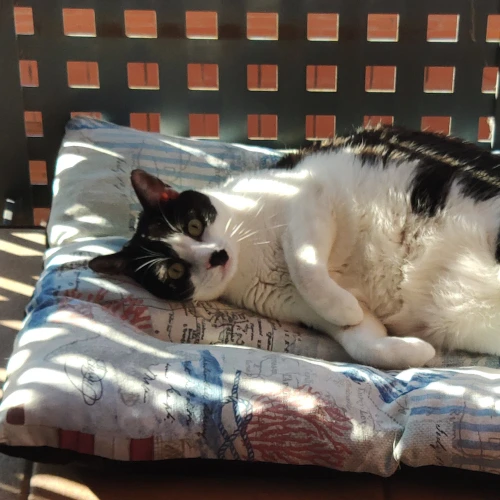 gato36