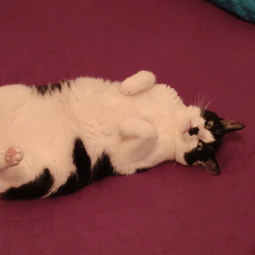 gato37