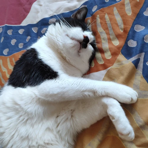 gato38