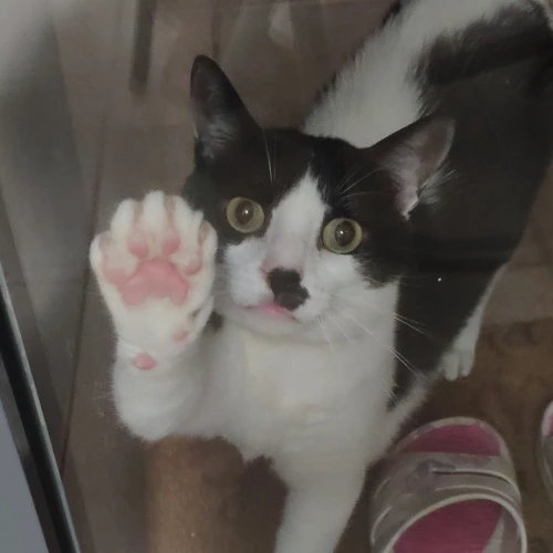 gato39