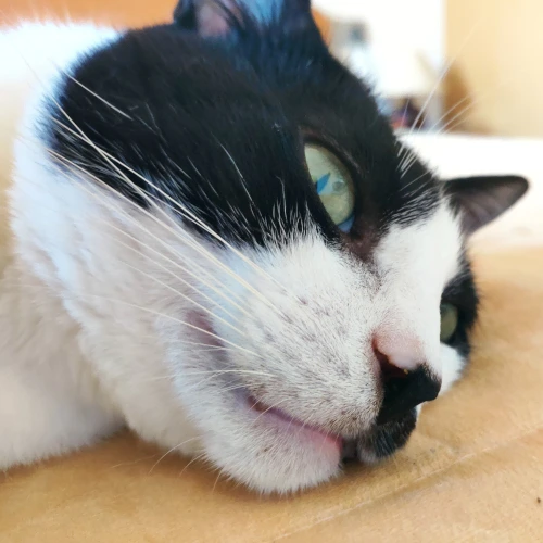 gato40