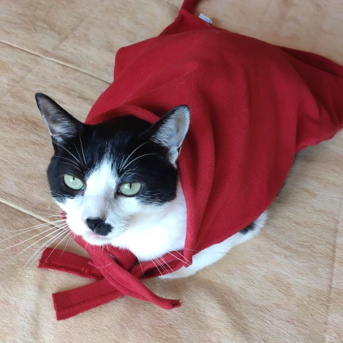 gato41