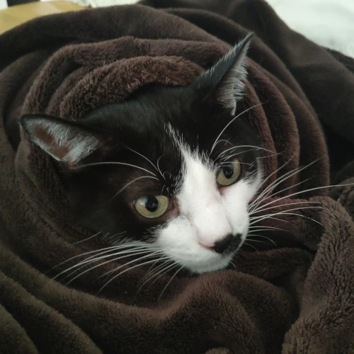 gato42