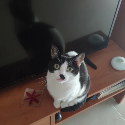 gato43