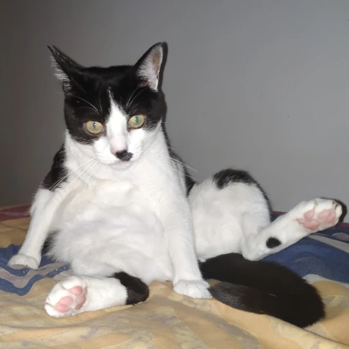 gato44