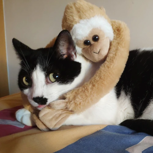 gato45
