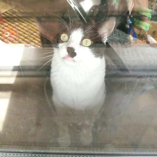 gato46
