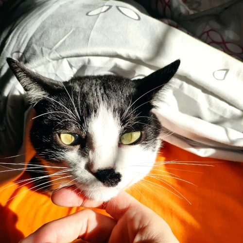 gato47