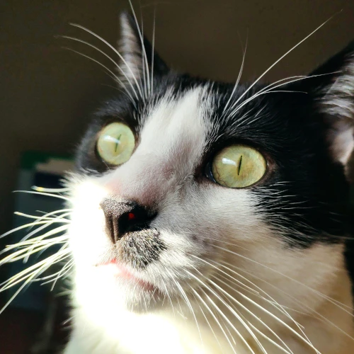 gato48