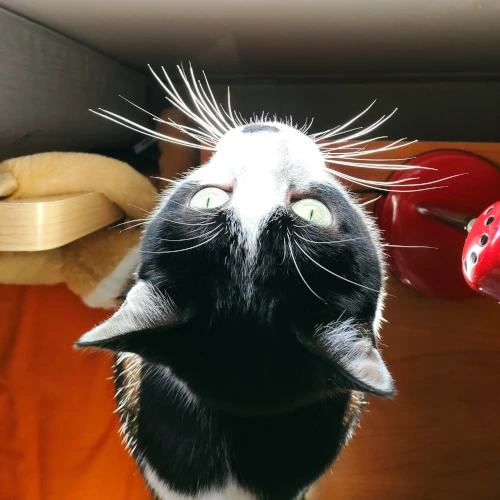 gato49