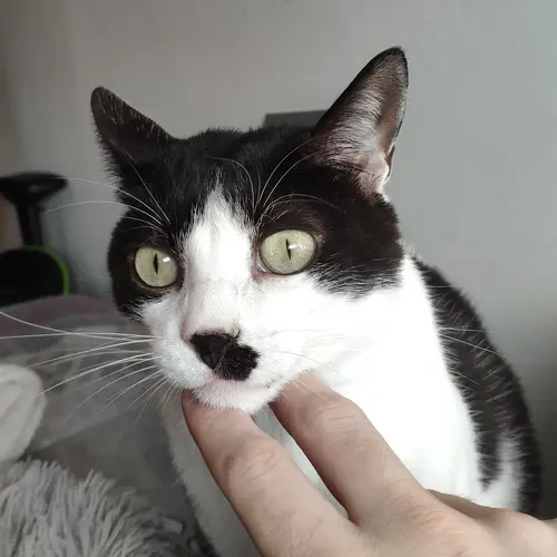 gato50