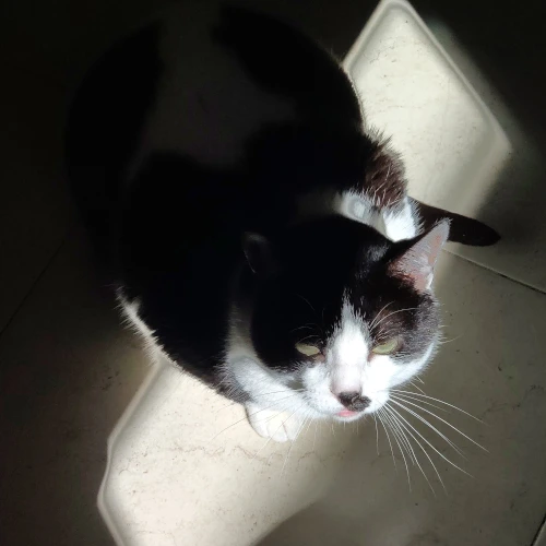 gato51