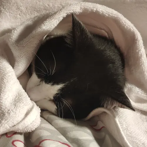 gato52